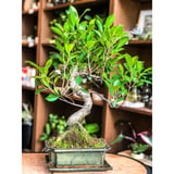 Ficus Bonsai (Beginner Friendly) - Medium