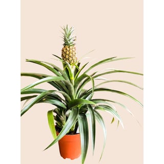 Pineapple Plant