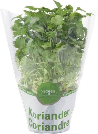Koriander Op Grote Pot