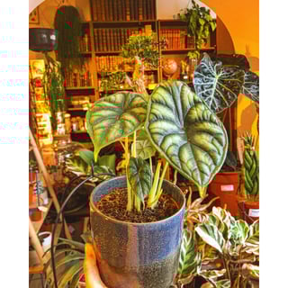 Alocasia Dragon Scale