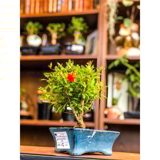 Pomegranate Bonsai - 12, 9 & 7 years old - 7 years