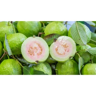 Guava Pakistan