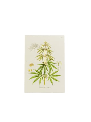 Botanical Hemp Postcards - 9