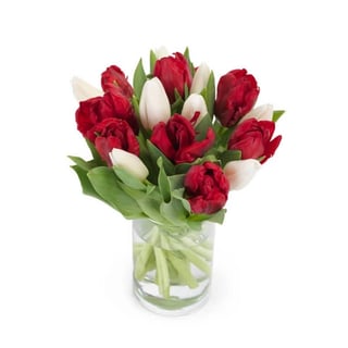 Rode En Witte Tulpen