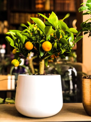 Orange Tree - Small - With Soft Fabric Pot