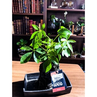 Plants on a Lava Stone - Schefflera