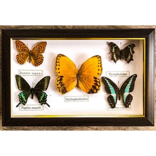 Butterflies Specimen - B