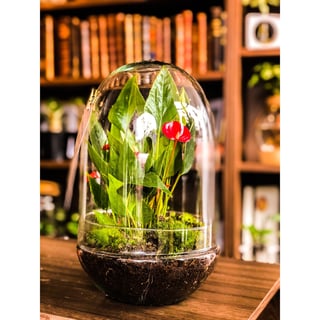 Anthurium Terrarium - Red
