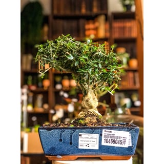 Olea Europaea Olive Bonsai Tree  9-12 years