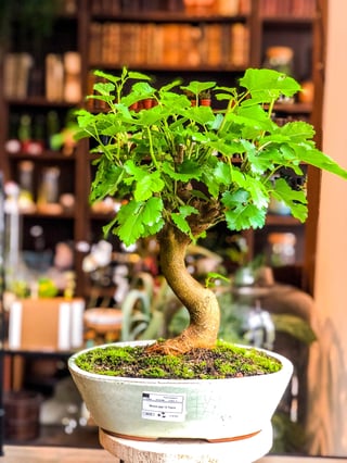 Mulberry (Morus Spp) Tree Bonsai (7-12 years) - 12 years