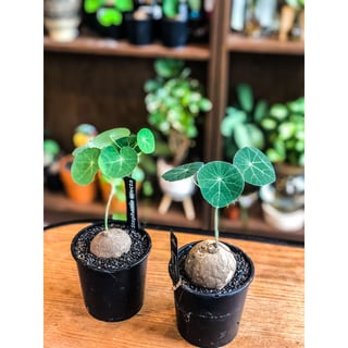 Stephania Erecta - Small