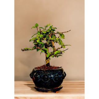 Carmona bonsai - round pot
