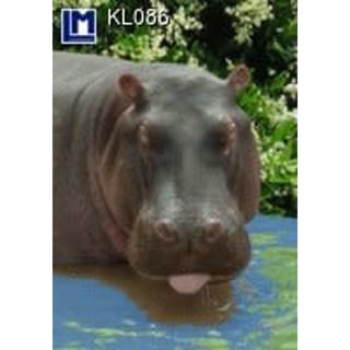Lenticulaire Kaart Bewegend Nijlpaard Opent Bek