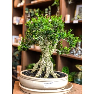 Buxus Bonsai (Large)