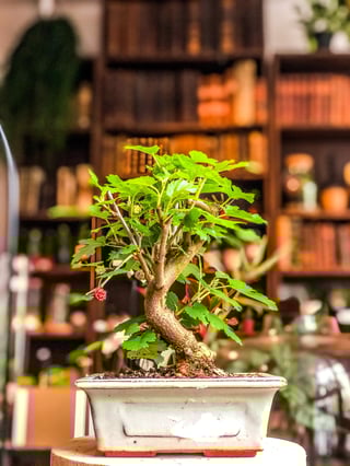Mulberry (Morus Spp) Tree Bonsai (7-12 years) - 7 years