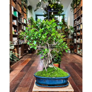 Ficus Bonsai - L with Moss