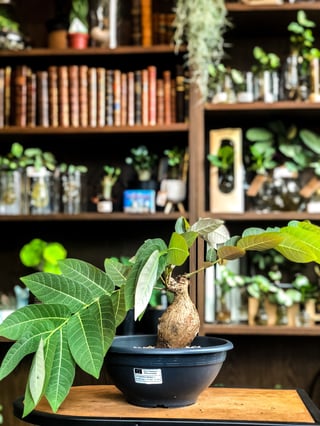 Phyllanthus Mirabilis - Large