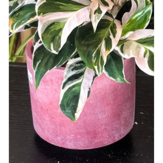 Pink pot - medium