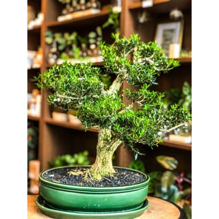 Buxus Bonsai (Large) - C
