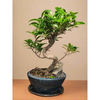 Ficus Bonsai with a Rock Scene - Small