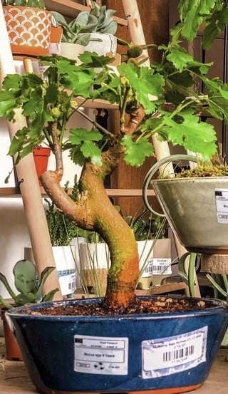 Mulberry (Morus Spp) Tree Bonsai (7-12 years) - 9 years