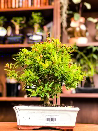 Pomegranate Bonsai - 12, 9 & 7 years old - 9 years old