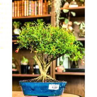 Pomegranate Bonsai - 12, 9 & 7 years old - 12 years