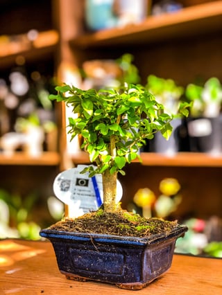 Small Ligustrum Bonsai Tree - Small