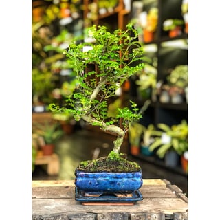 Chinese Pepper Tree  Moyogi Style (S-shaped, Informal Upright Style) - Medium
