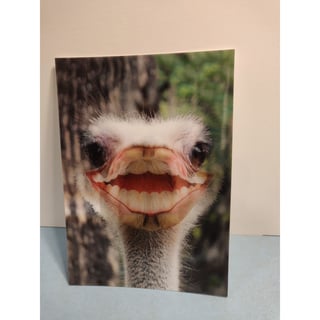 Lenticulaire Kaart Bewegend Lachende Struisvogel
