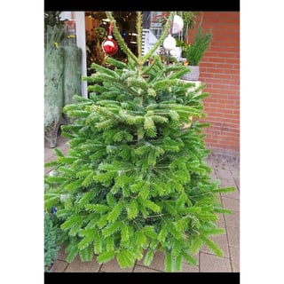 Nordmann Kerstboom 1,35m - 1.65m