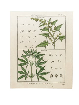 Botanical Hemp Prints  M - 3