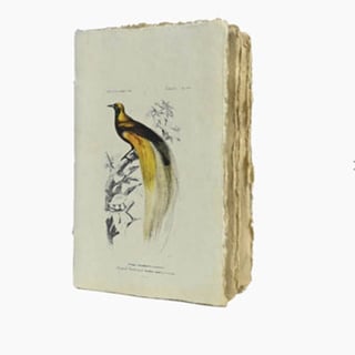 Epigram Notebook A5 Plain Bird and Lobster - Paradise Bird
