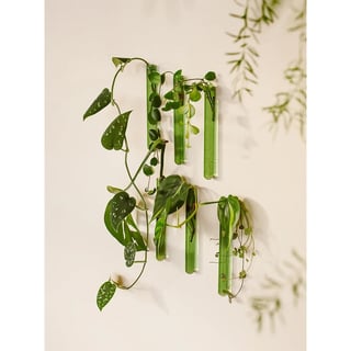 Muurbloempjes Plantenhanger Voor Stekjes Groen 6x