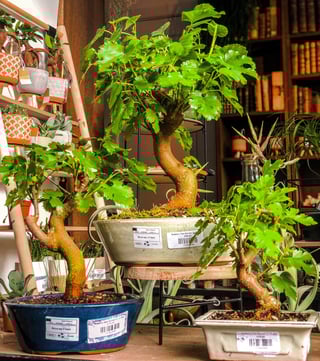 Mulberry (Morus Spp) Tree Bonsai (7-12 years)