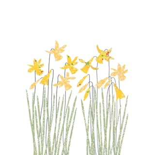 Dubbele Kaart Daffodils