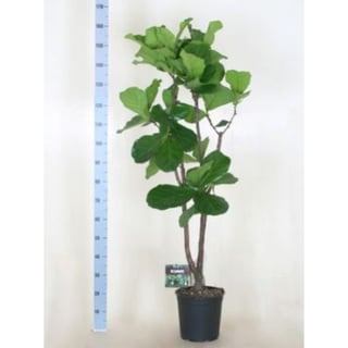 Ficus Lyrata Tabaks Plant - Ficus Lyrata 170/180