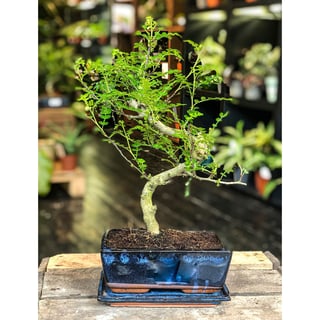 Chinese Pepper Tree  Moyogi Style (S-shaped, Informal Upright Style)