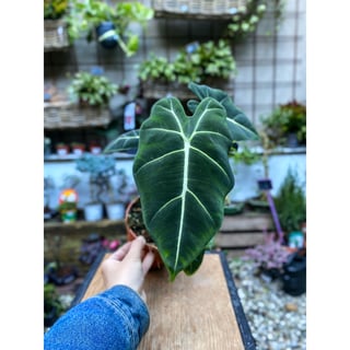 Alocasia Frydek Green Velvet - 12cm pot