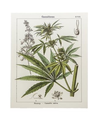Botanical Hemp Prints  M - 4