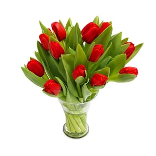 Schitterende Rode Tulpen