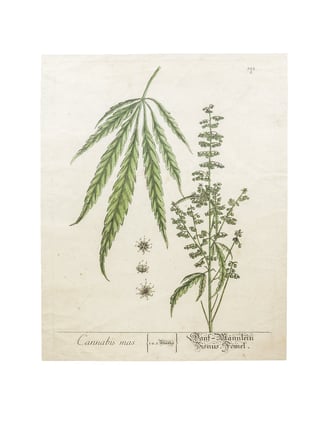 Botanical Hemp Prints  L
