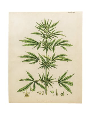Botanical Hemp Prints  M - 2