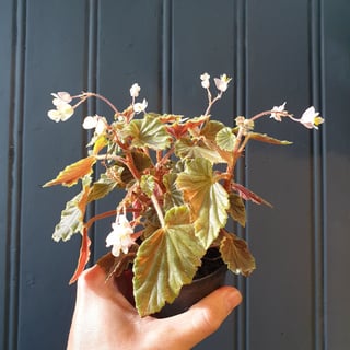 Begonia Schmidtiana