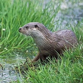 Really Wild Cards Wenskaart Met Geluid Hidden Nature Otter
