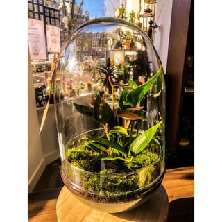 Anthurium Terrarium