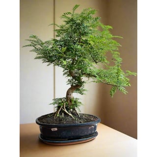 Large Chinese Pepper Tree