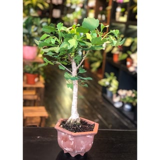 Ginkgo - Chokkan Style (Formal upright) - A