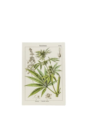 Botanical Hemp Postcards - 6