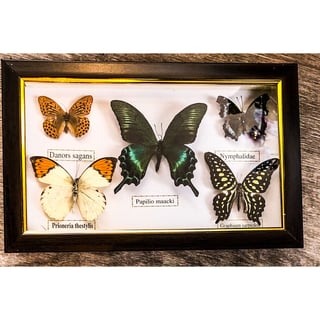 Butterflies Specimen - C